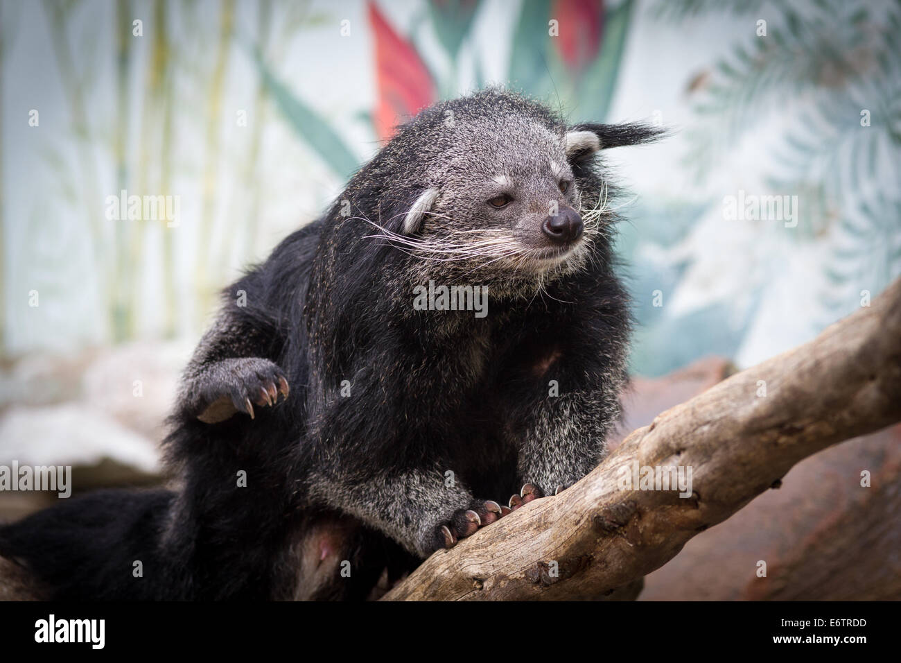 Binturong à Longleat Safari Park Banque D'Images