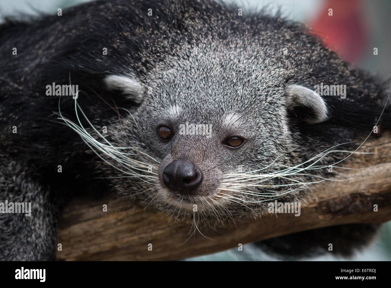 Binturong à Longleat Safari Park Banque D'Images