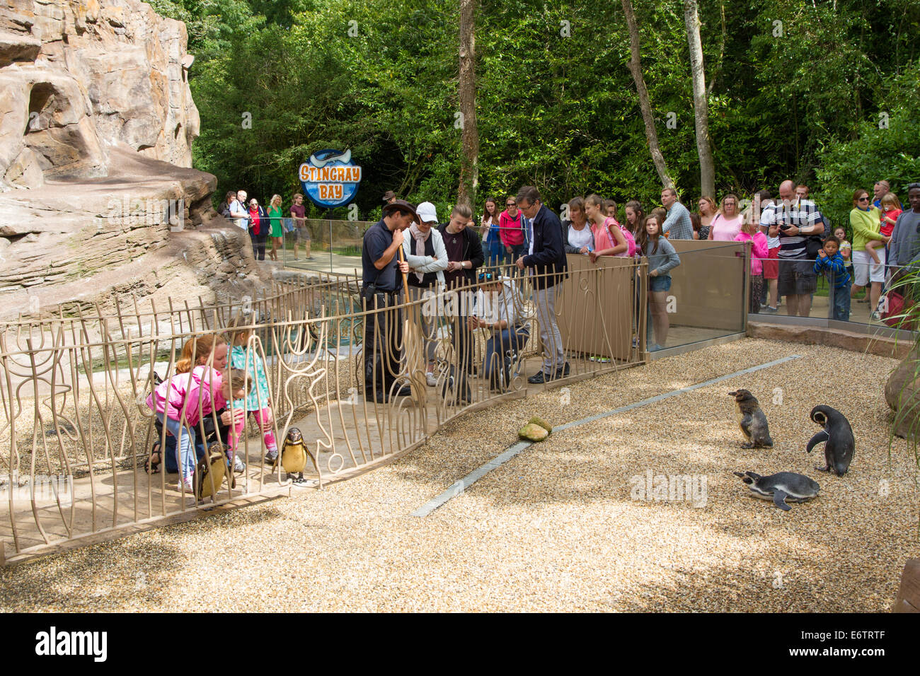 Le pingouin à l'enclos au Parc Safari de Longleat Banque D'Images