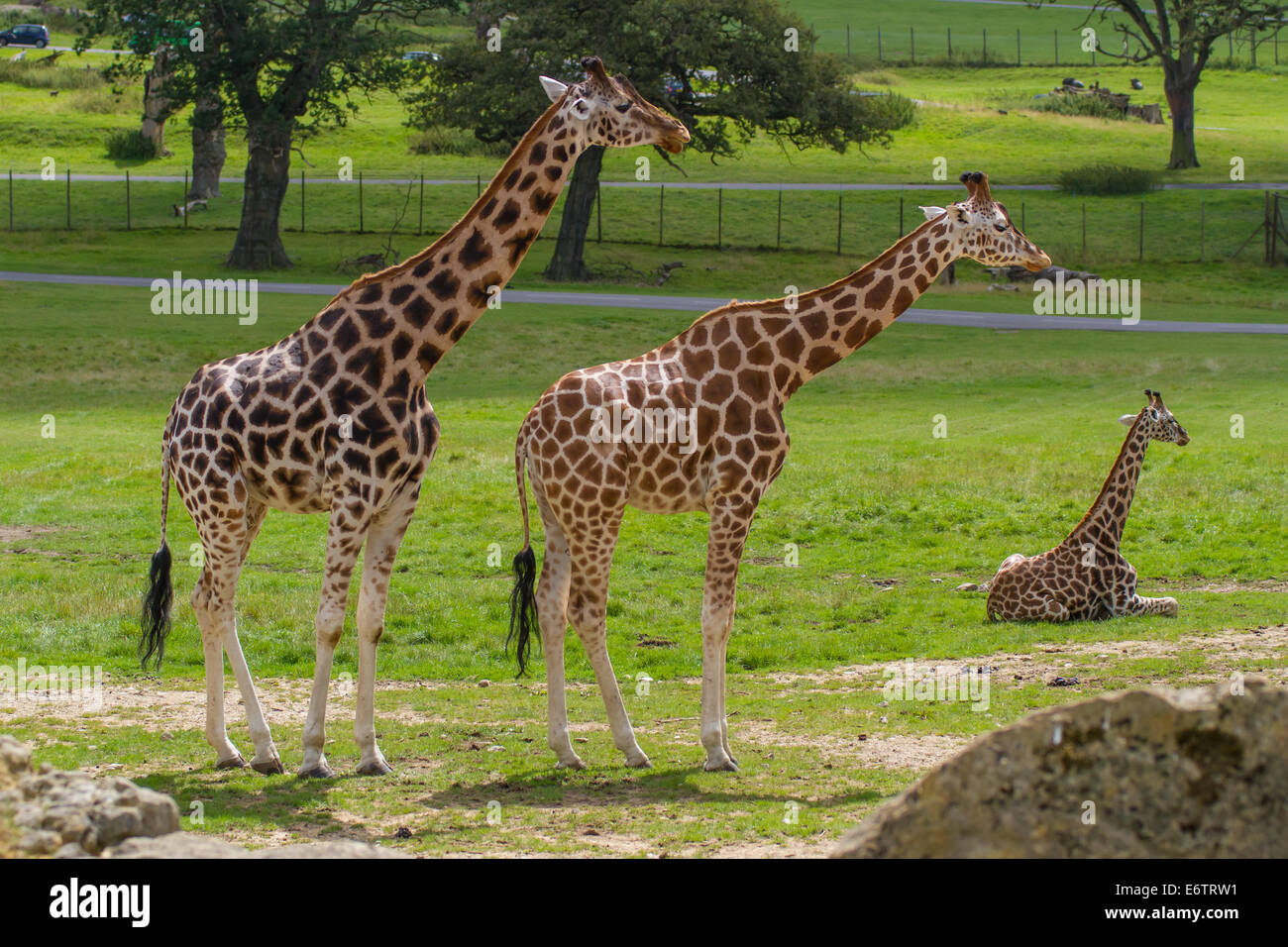 Girafe enclos au Parc Safari de Longleat, Wiltshire. Banque D'Images
