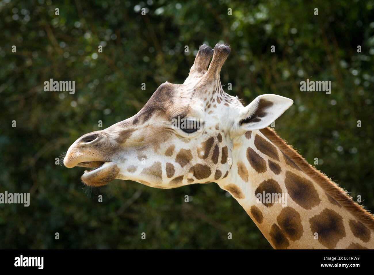Portrait de girafe de Longleat Safari Park, Wiltshire, Angleterre Banque D'Images