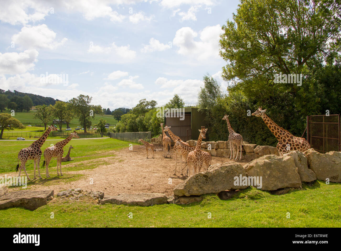 Girafe enclos au Parc Safari de Longleat, Wiltshire. Banque D'Images