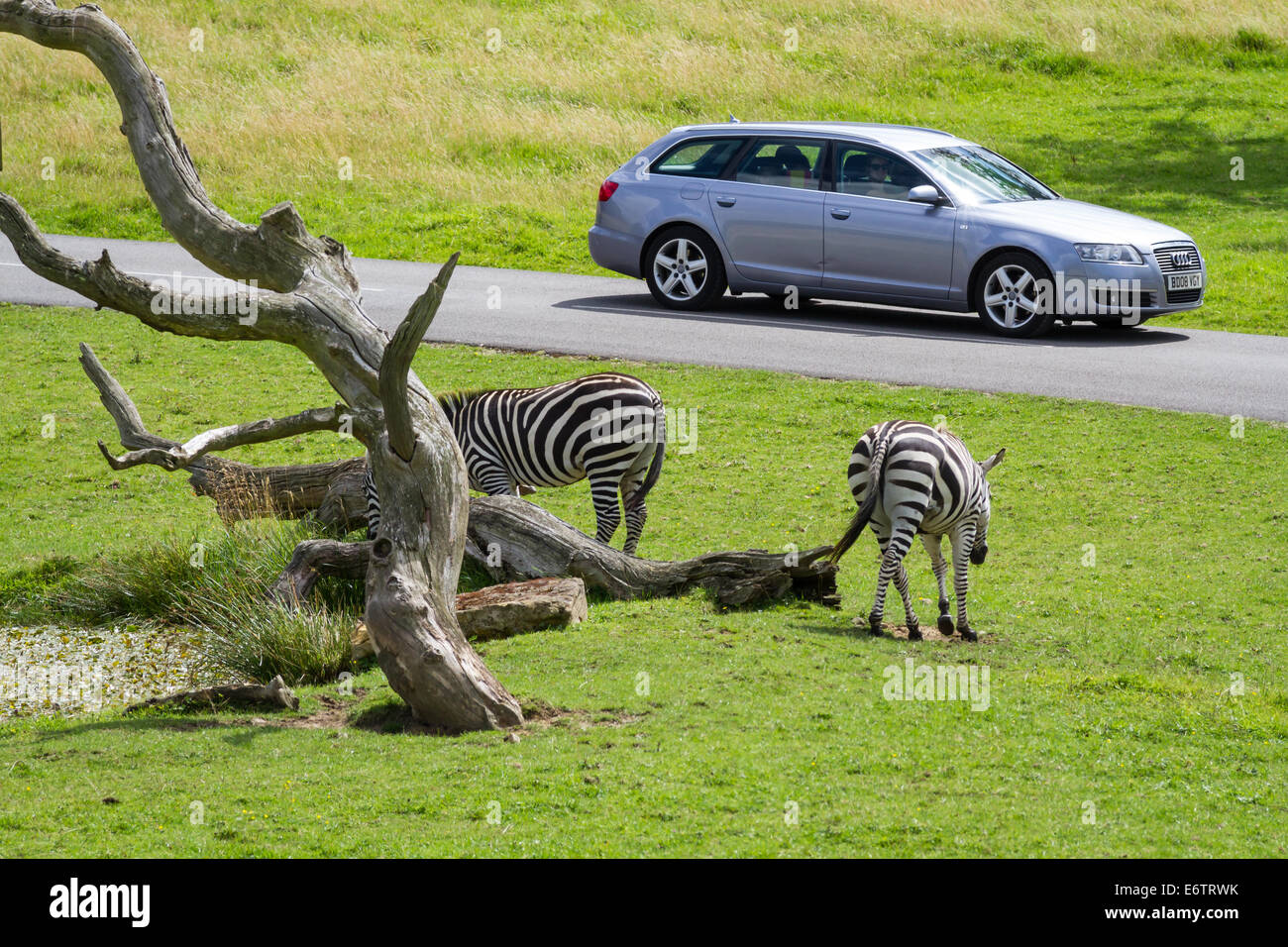 Voiture sur le Lecteur Safari à la recherche à des zèbres au Parc Safari de Longleat Banque D'Images