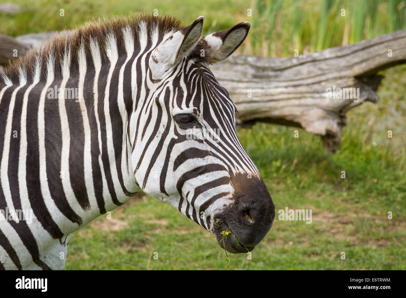 Le pâturage Zebra à Longleat Safari Park, Wiltshire, Angleterre. Banque D'Images