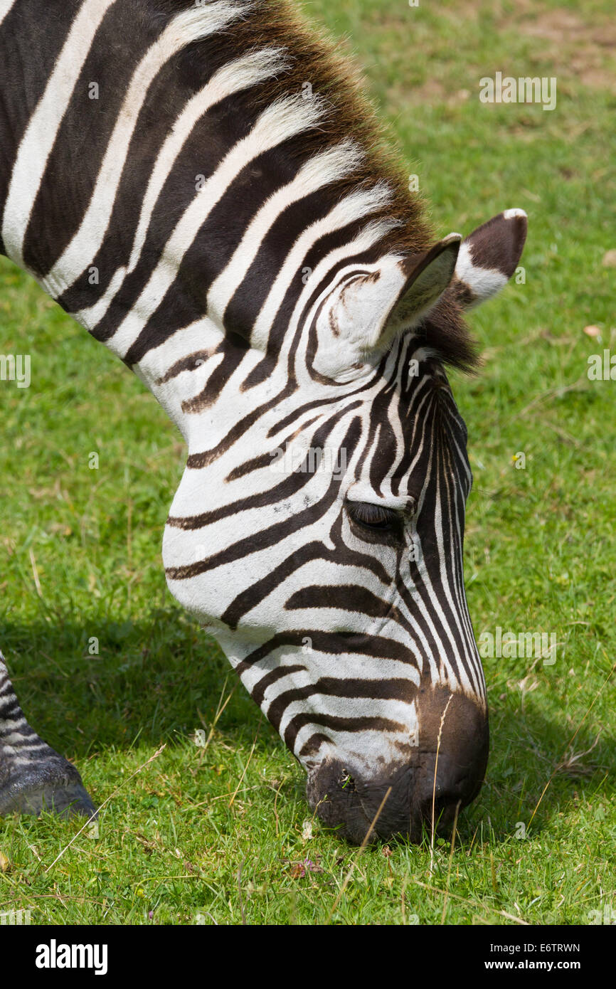 Le pâturage Zebra à Longleat Safari Park, Wiltshire, Angleterre. Banque D'Images