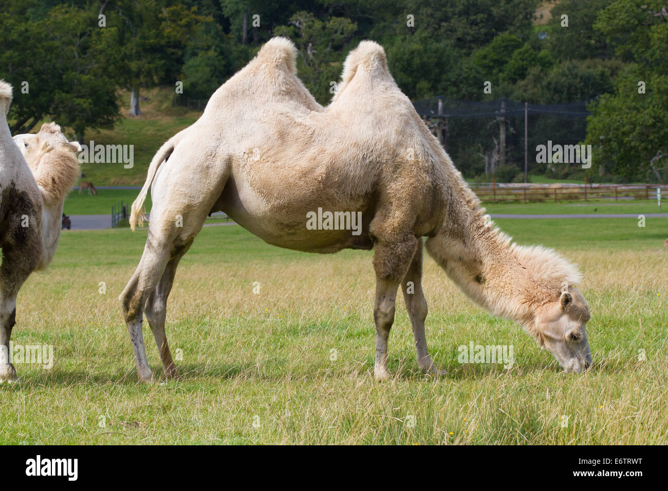 Camel à Longleat Safari Park, Wiltshire. Banque D'Images
