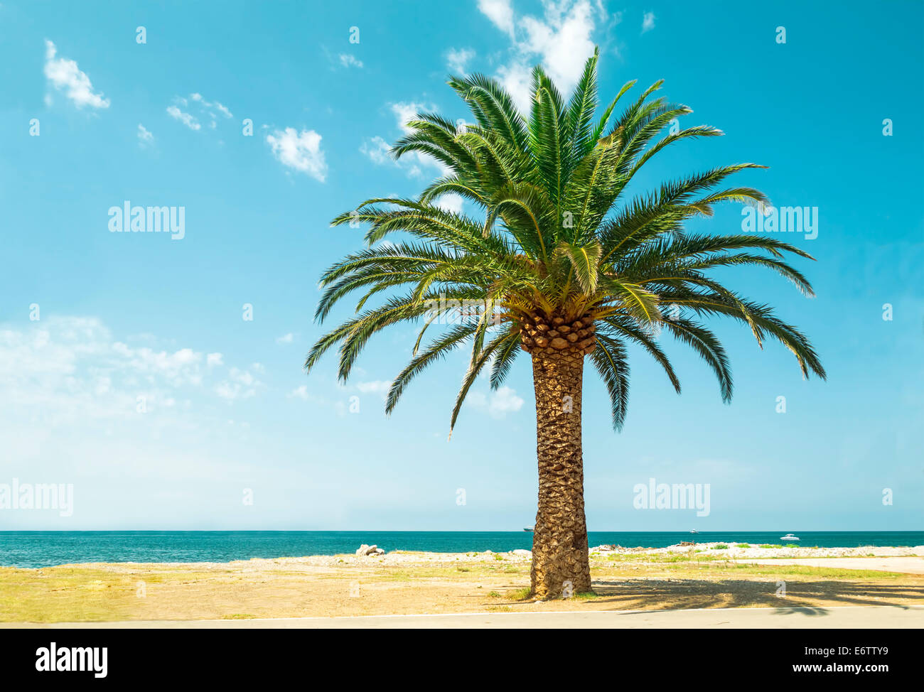 Lonely magnifique palmier sur la plage. Banque D'Images