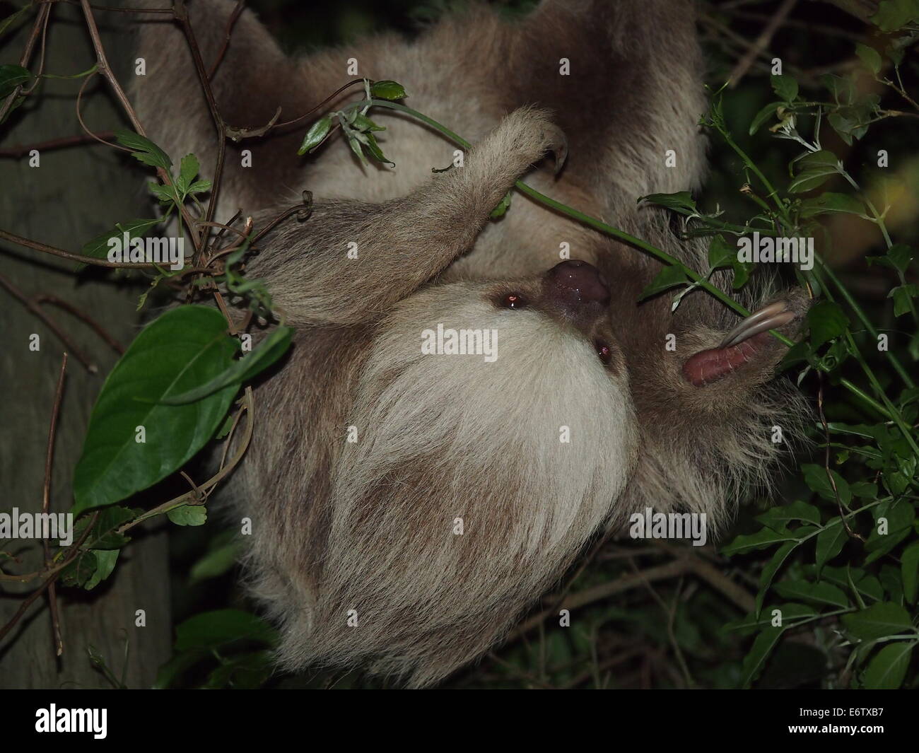 Deux-toed sloth sur une nuit de marche de Santa Elena, Costa Rica Banque D'Images