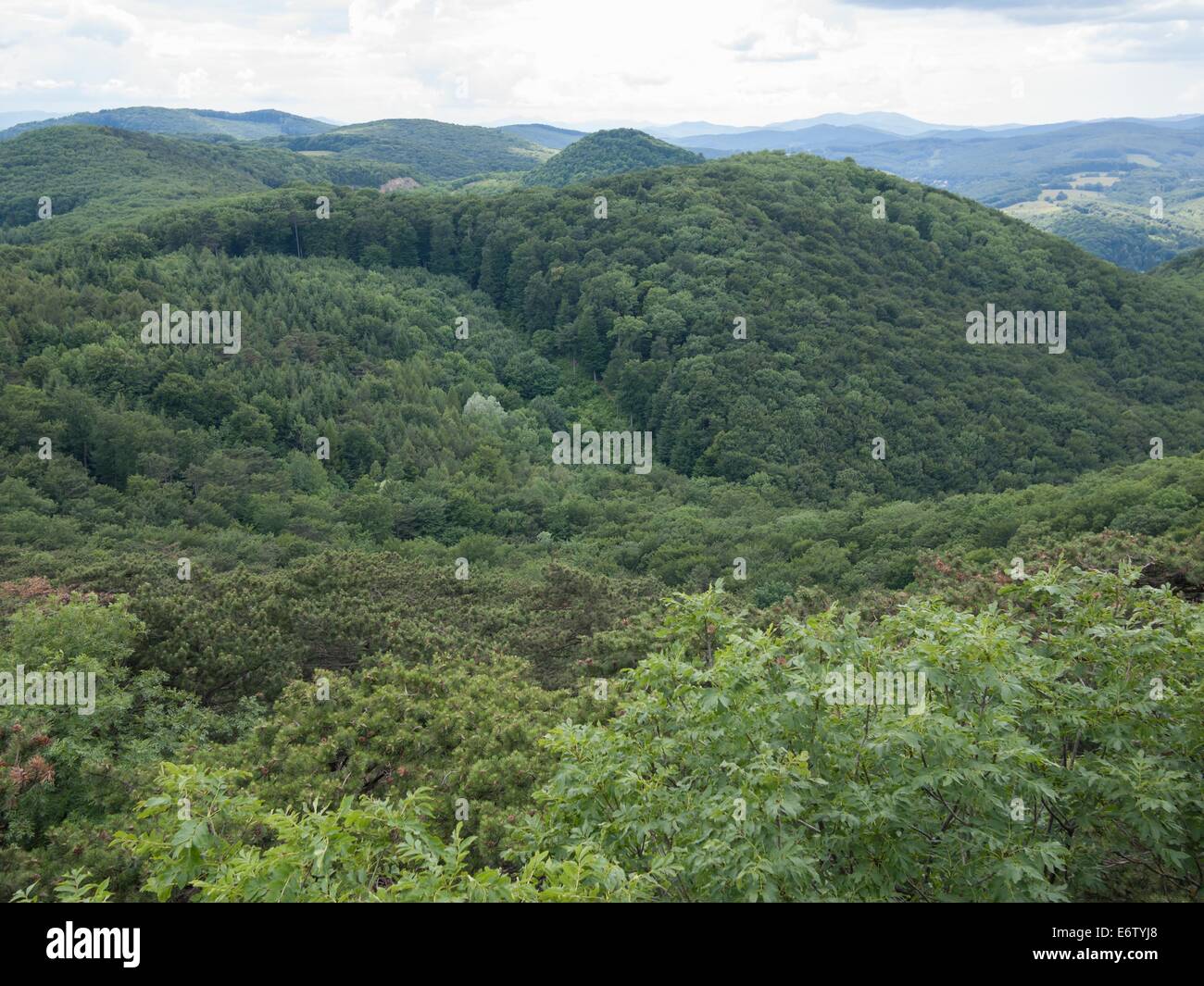 Le célèbre coup de wienerwald au-dessus de la cime des arbres Banque D'Images