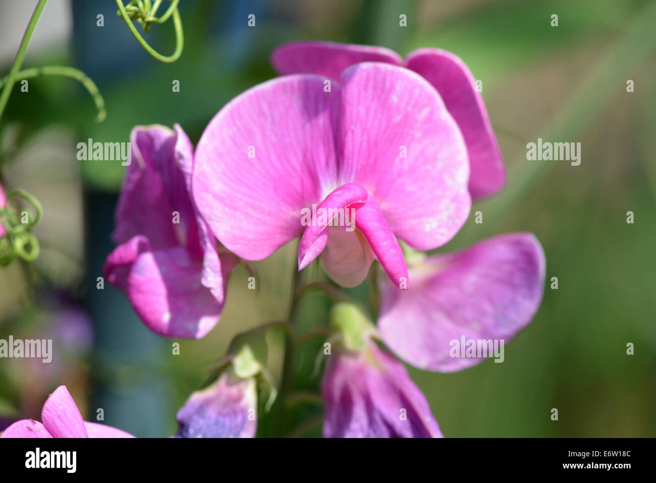 Fleurs roses, macro Banque D'Images