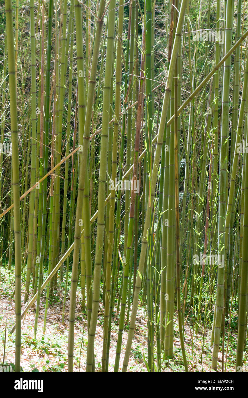 De plus en plus proche d'une forêt de tiges de bambou vert en été Banque D'Images