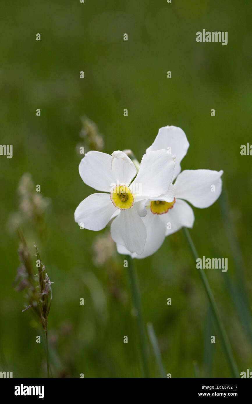 Narcissus poeticus pousse dans un jardin anglais. Banque D'Images