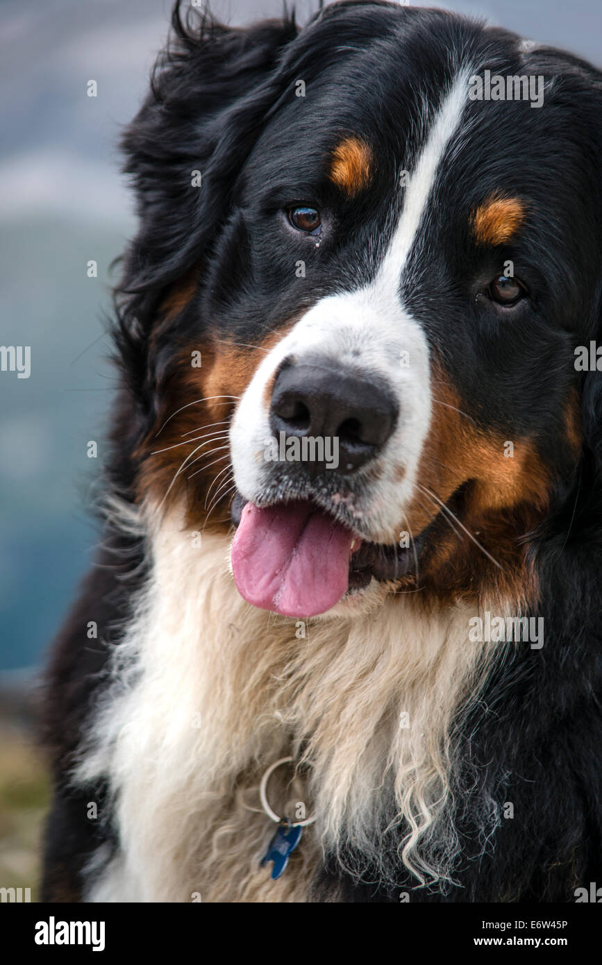 Le portrait d'un mâle Bouvier Bernois. Banque D'Images
