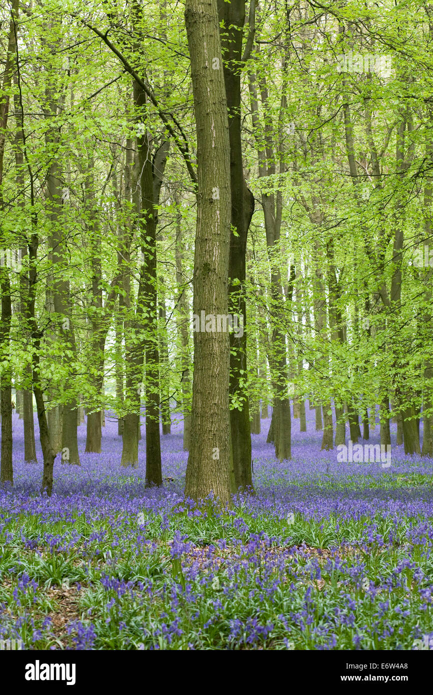 Hyacinthoides non scripta. Un Anglais bluebell wood au printemps. Banque D'Images