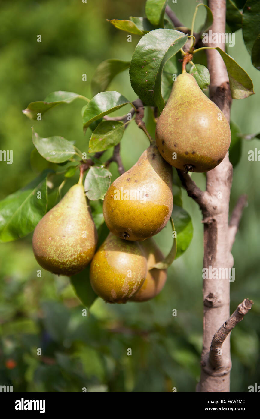 Fruits poire twig Banque D'Images