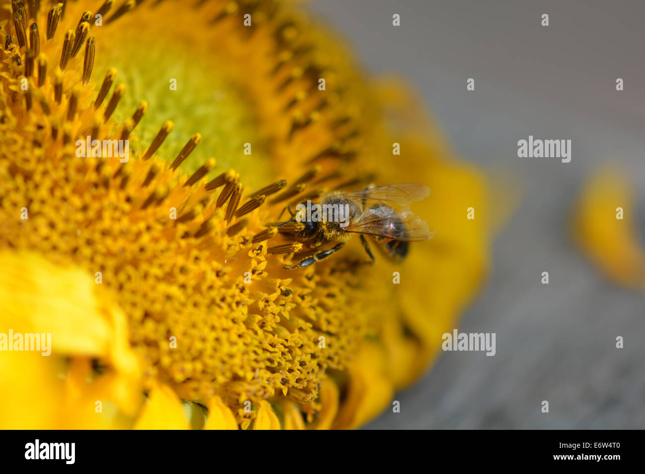 Macro Close up sur le tournesol de travail de l'abeille Banque D'Images