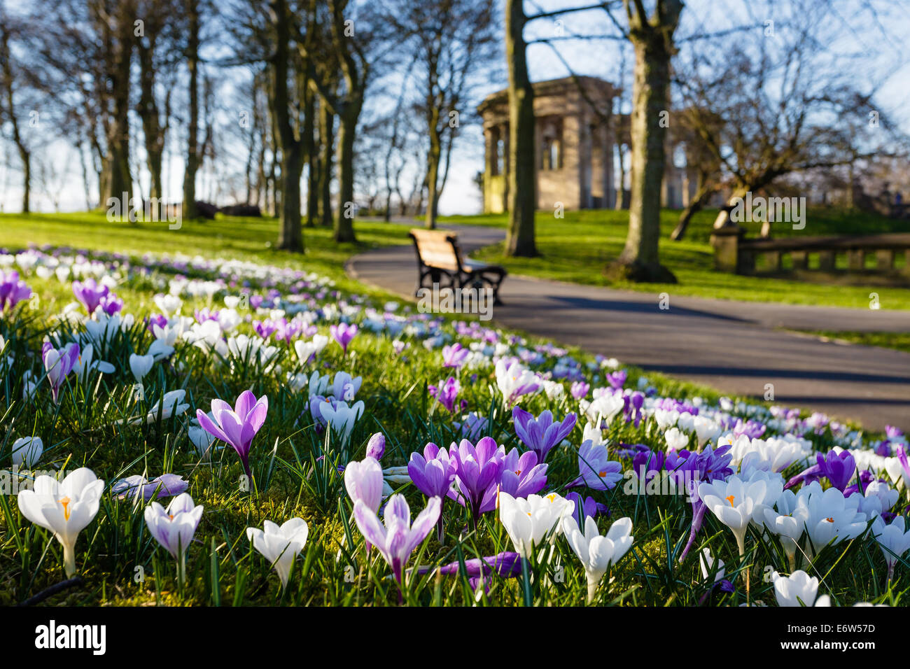 Purple Crocus blanc de printemps de l'après-midi du soleil faible profondeur de champ Banque D'Images Purple Crocus blanc de printemps de l'après-midi du soleil faible profondeur de champ Banque D'Images