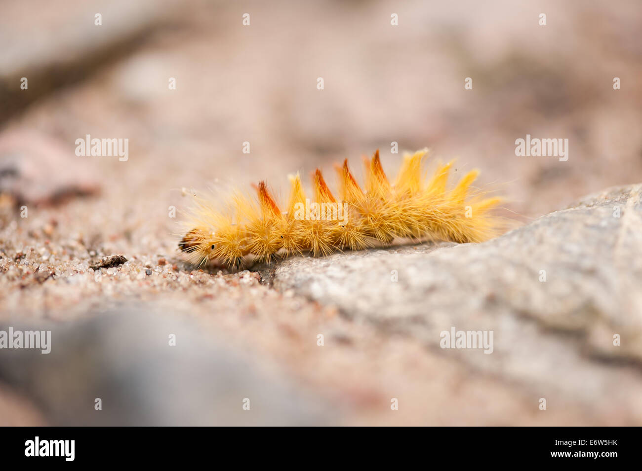 Chenille jaune Banque de photographies et d’images à haute résolution — free download