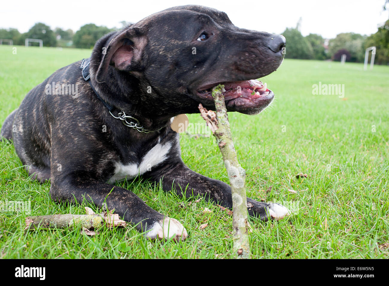 Belle English Staffordshire Bull Terrier à mâcher sur un bâton dans un parc de Londres. Banque D'Images