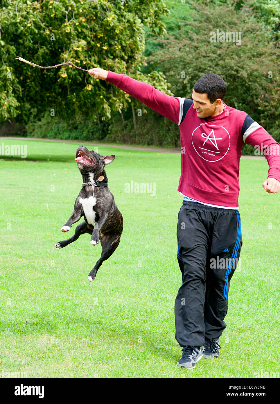 Staffy staffie chien joue avec un jeune homme et un bâton sur l'herbe dans un parc de Londres. Banque D'Images