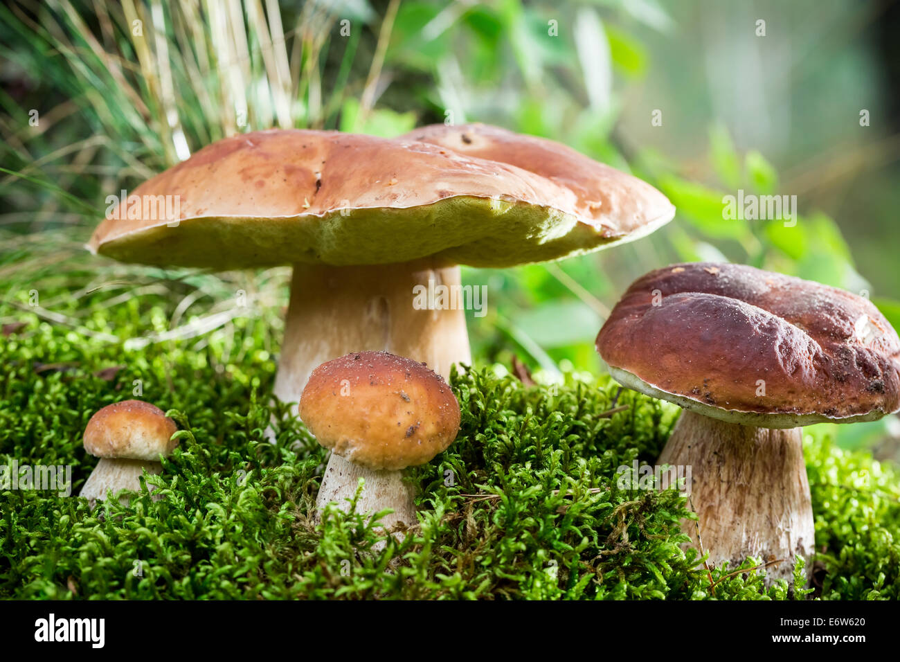 Cèpes sur mousse à l'aube dans la forêt Banque D'Images