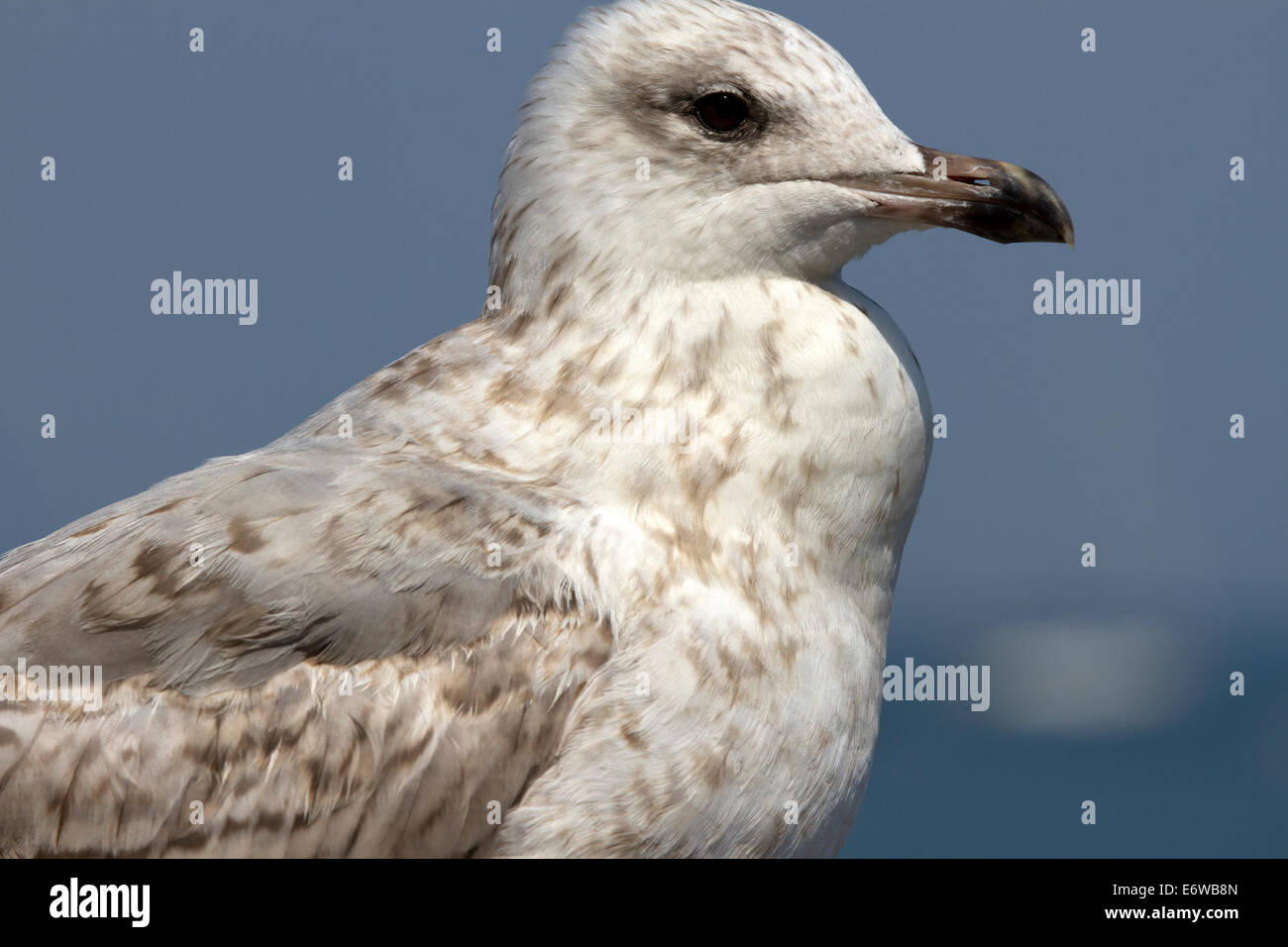 Une mouette juvénile. Banque D'Images