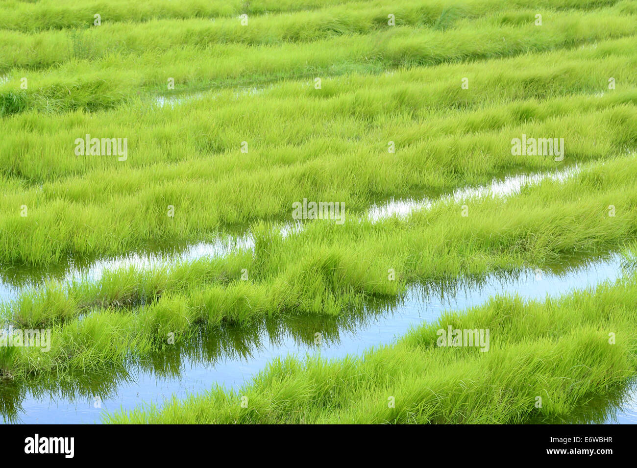 L'herbe pousse verte sur un marais Banque D'Images