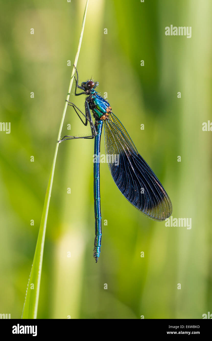 Calopterygidae Calopteryx splendens Banded Demoiselle Gebaenderte Prachtlibelle Banque D'Images