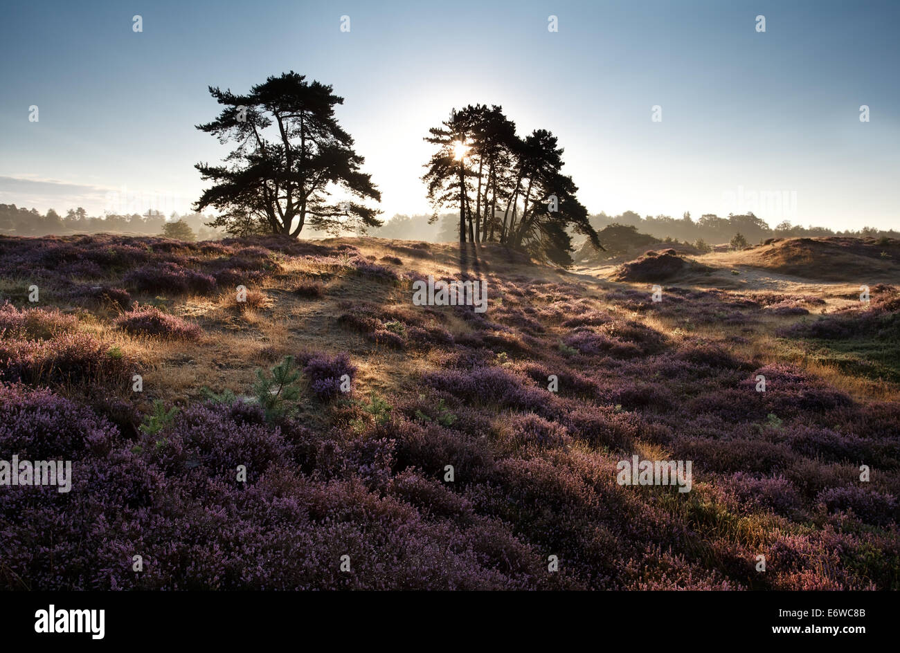 Rayons par arbre sur heather meadows en été Banque D'Images