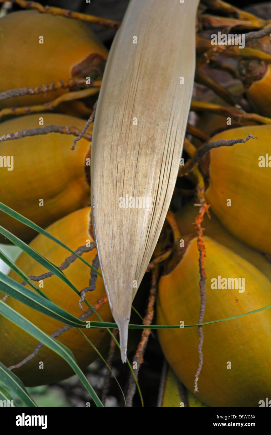 Grappe de coco orange poussant sur un arbre de noix de coco Banque D'Images