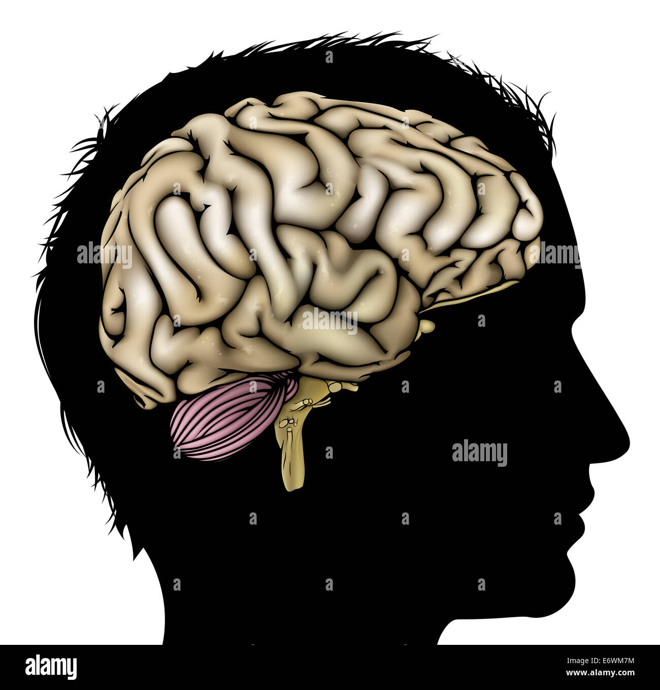 Une silhouette en tête du Mans avec cerveau. Pour Concept mental, psychologique, le développement du cerveau, l'apprentissage et l'éducation ou autres medi Banque D'Images