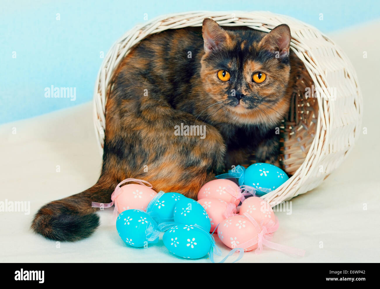 Chat dans un panier avec des oeufs colorés Banque D'Images