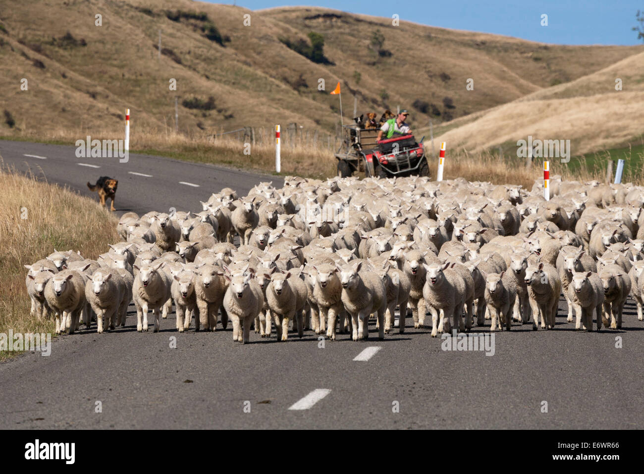 Agriculteur avec chiens de travail rassemblant un troupeau de moutons sur la route, l'Île du Nord, Nouvelle-Zélande Banque D'Images