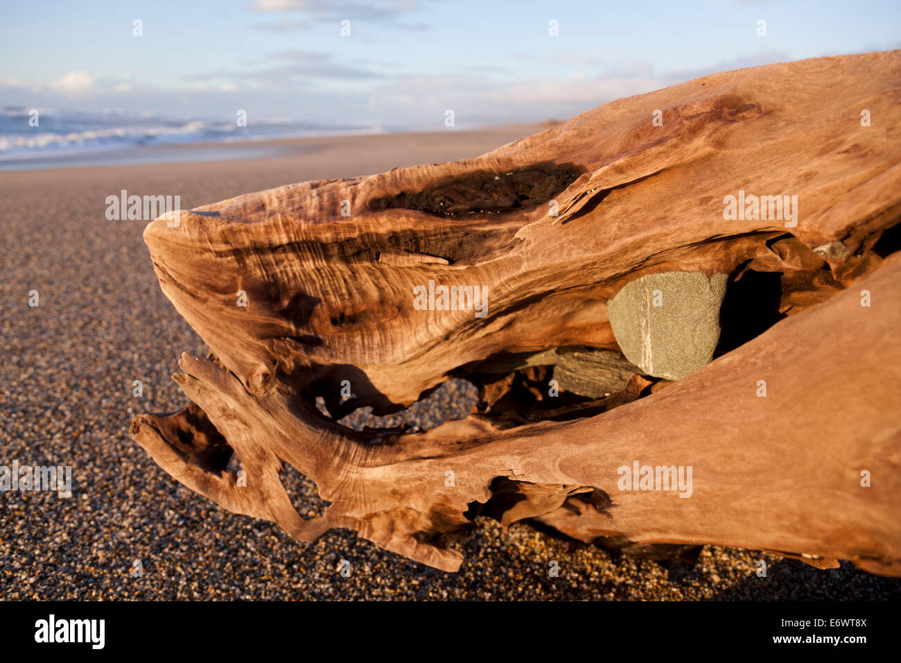 Driftwood avec pierre sur la plage, Haast, côte ouest, île du Sud, Nouvelle-Zélande Banque D'Images