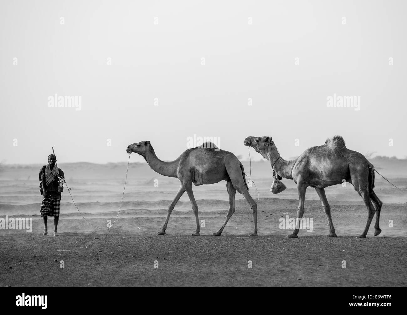 Caravane de chameaux dans le désert de Danakil, Assayta, Ethiopie Banque D'Images