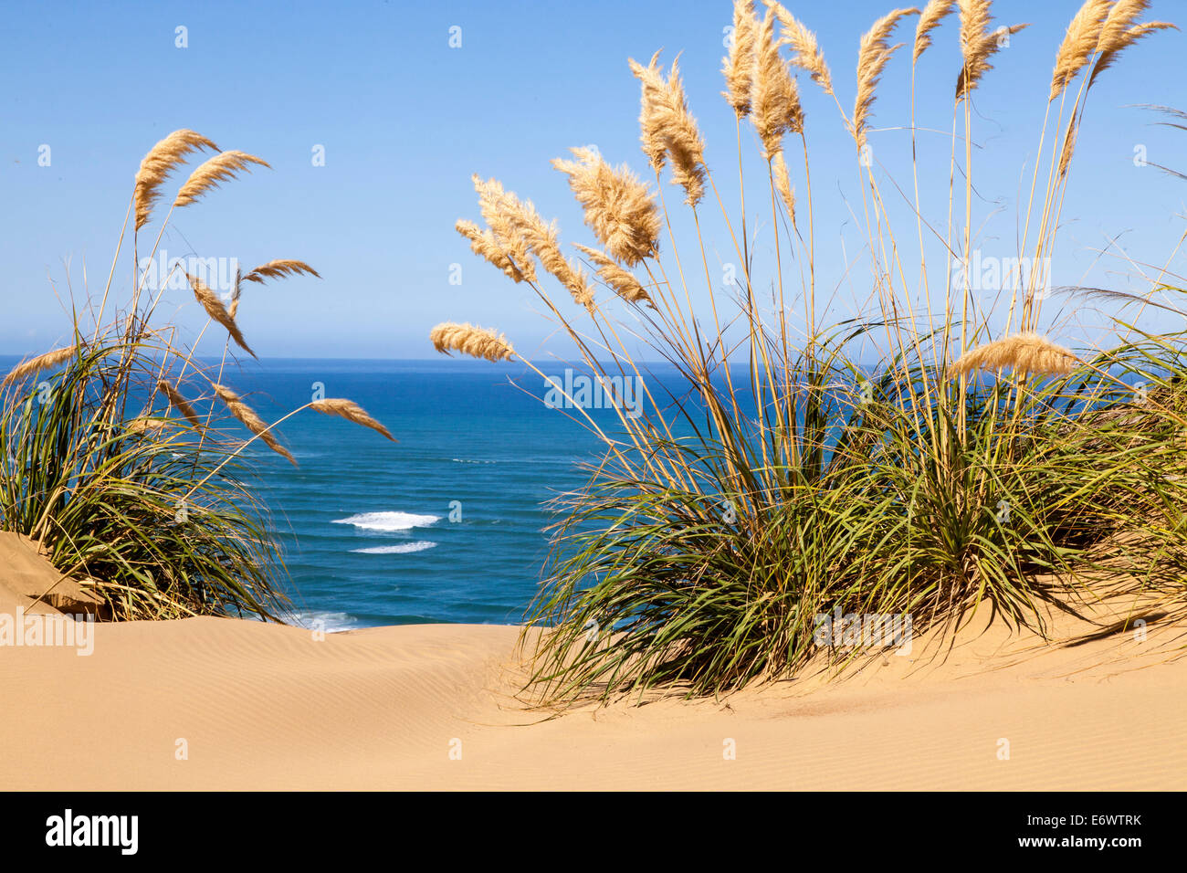 Dunes de sable avec zoomer, Hokianga Harbour, Northland, North Island, New Zealand Banque D'Images