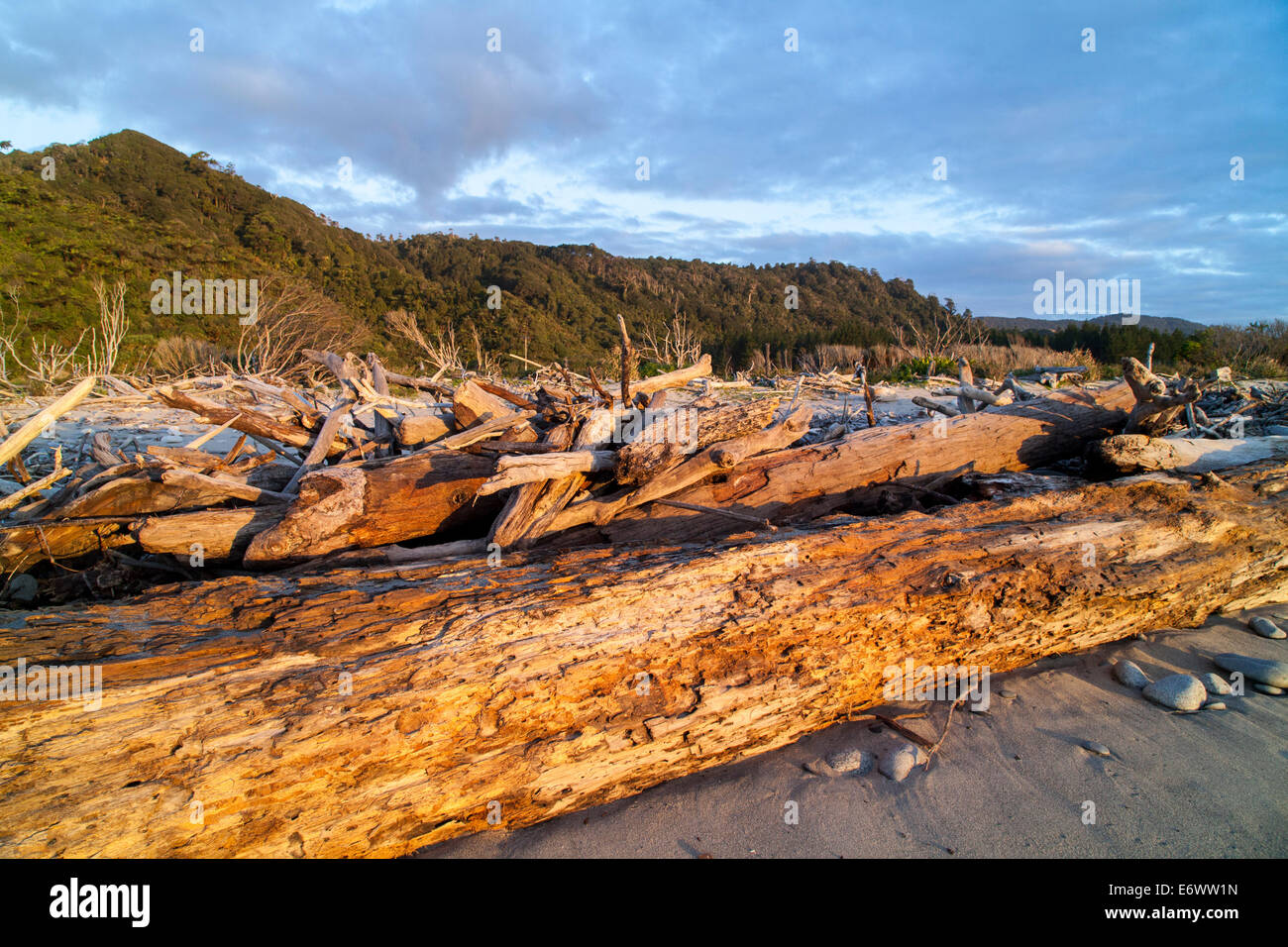 Bois flotté sur la plage, côte ouest, île du Sud, Nouvelle-Zélande Banque D'Images