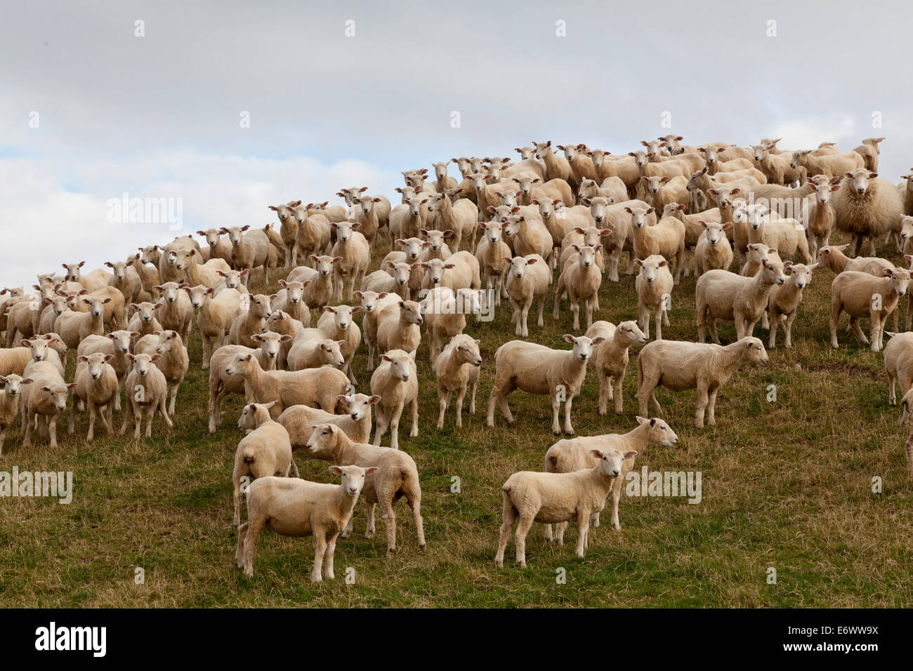 Moutons sur la colline, tous à la recherche dans l'appareil photo, la French Pass, Marlborough Sounds, île du Sud, Nouvelle-Zélande Banque D'Images