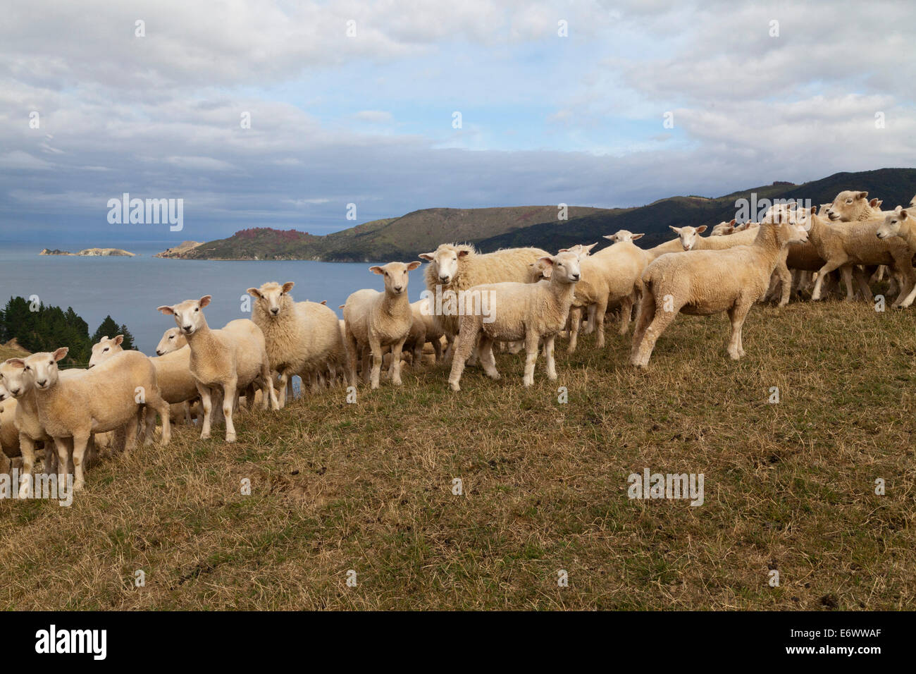 Moutons sur la colline, tous à la recherche de l'appareil photo, la French Pass, Marlborough Sounds, île du Sud, Nouvelle-Zélande Banque D'Images