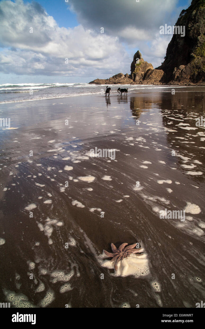 Les étoiles de près de Lion Rock sur Piha beach, Auckland, île du Nord, Nouvelle-Zélande Banque D'Images