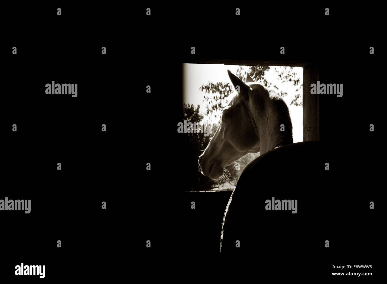 Voir le cheval en le perlino stable silhouetting glamour Akhal Téké alerte debout dans l'embrasure Banque D'Images