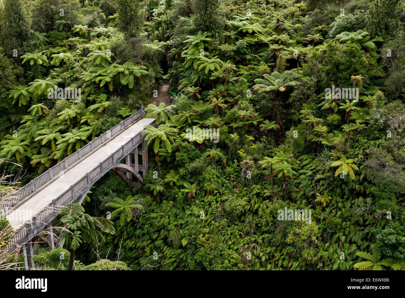 Les fougères arborescentes, Pont vers nulle part, une piste de marche, la rivière Whanganui, île du Nord, Nouvelle-Zélande Banque D'Images