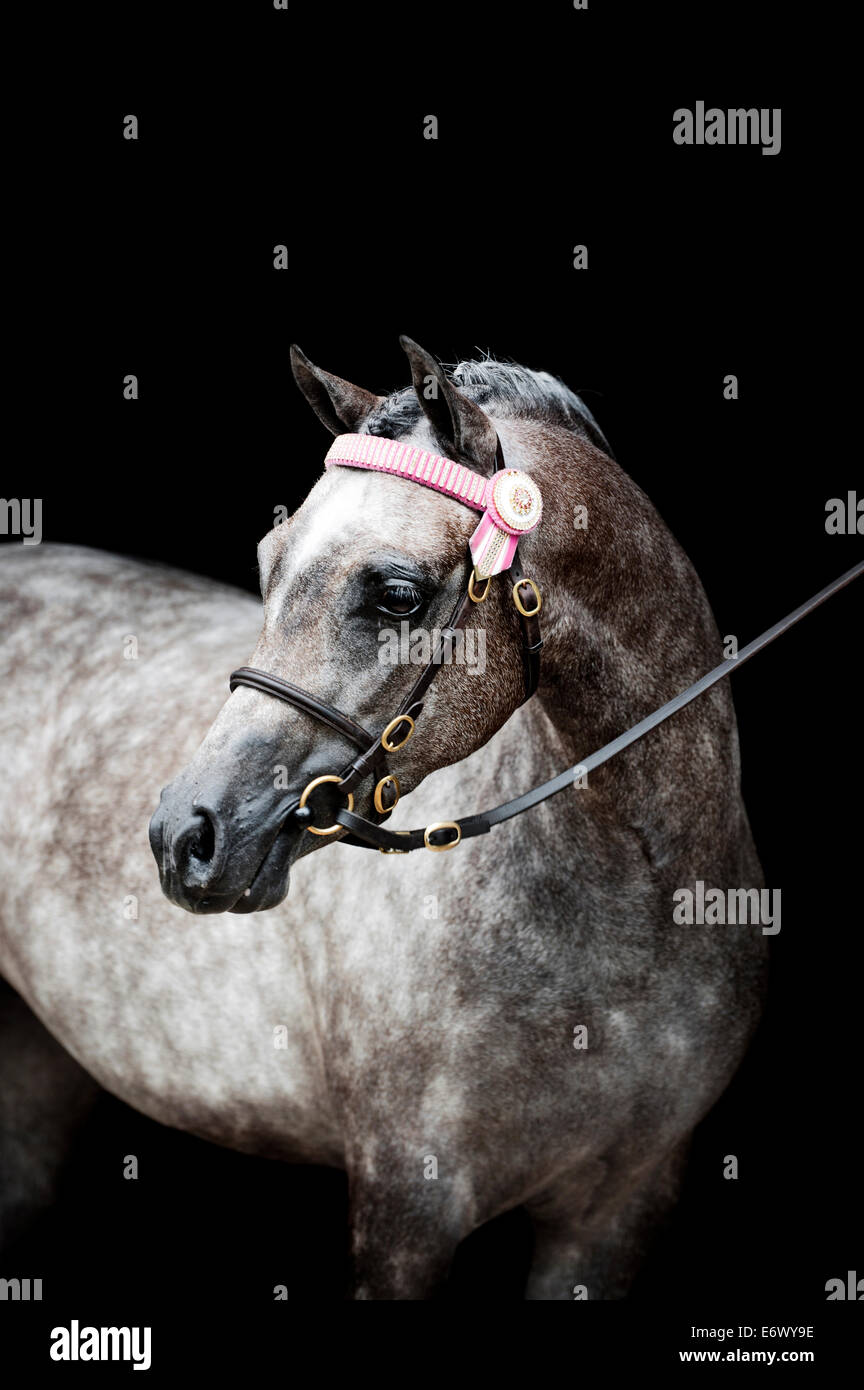 Portrait - Koora-Lyn poney australien Australian Poneys Banque D'Images