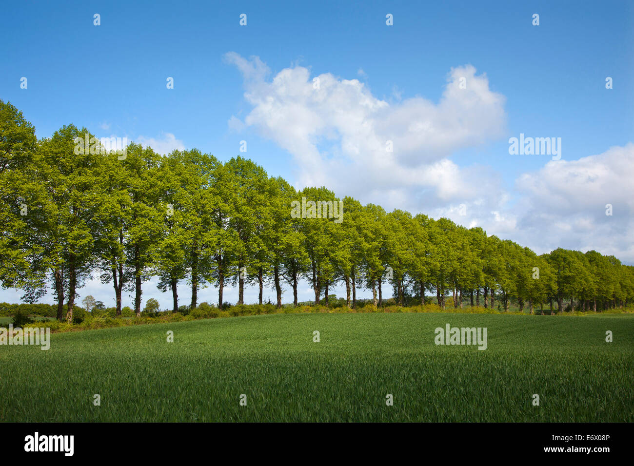 Allée des tilleuls, Holsteinische Schweiz, Schleswig-Holstein, Allemagne Banque D'Images