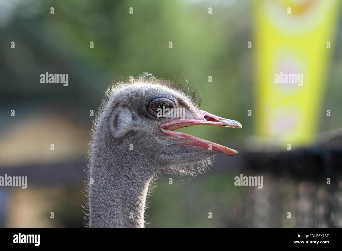 Commune de sexe masculin ( autruche Struthio camelus ) portrait sur fond flou Banque D'Images