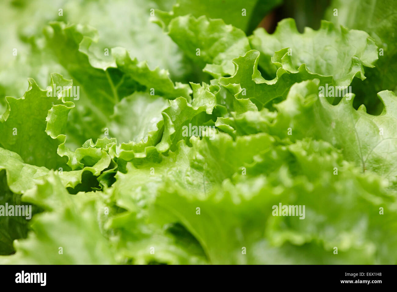 Les feuilles de salade dans un patio à remous Banque D'Images