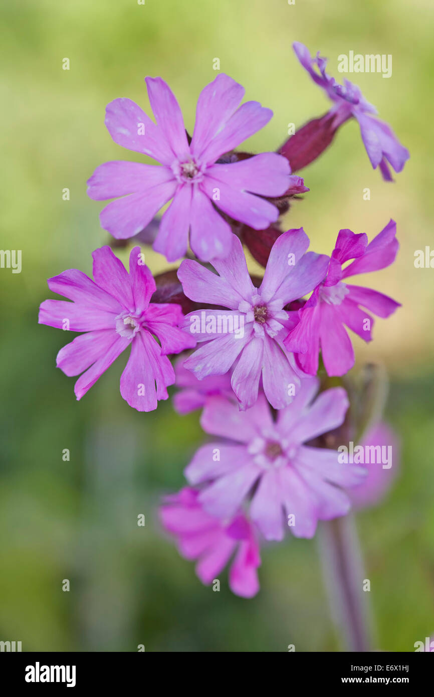 Red (Silene dioica) Banque D'Images