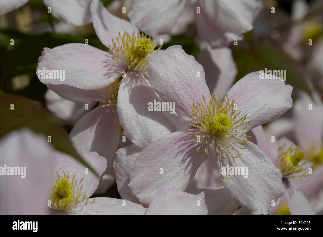 Clematis montana fleurs Banque D'Images