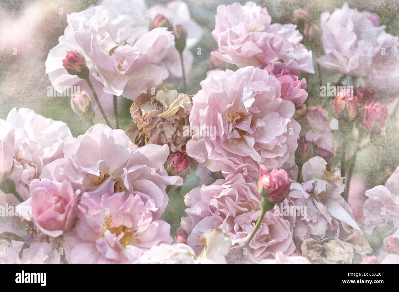 Fleurs rose rose - Rosa Banque D'Images