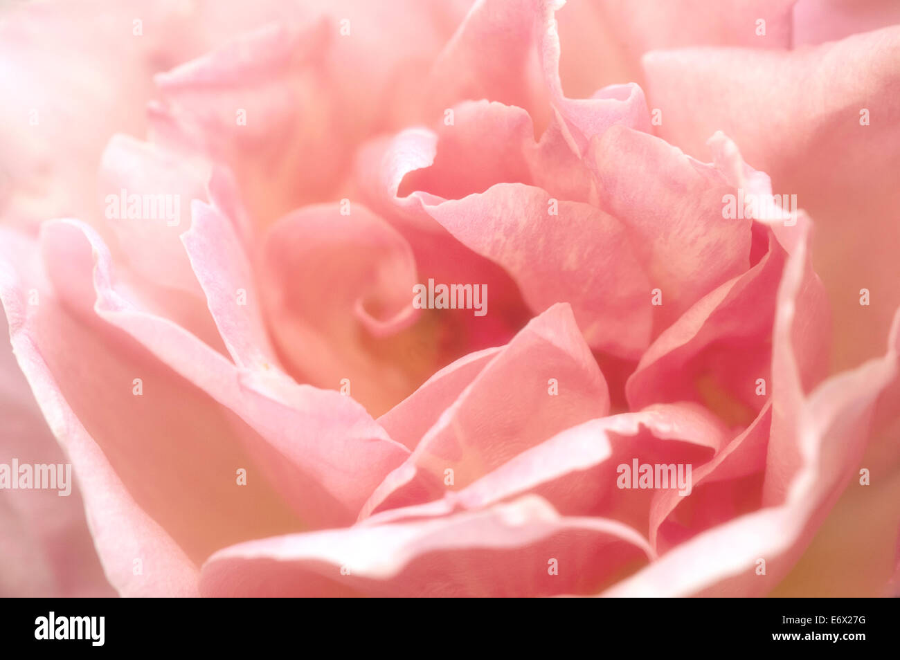 Fleurs rose rose - Rosa Banque D'Images